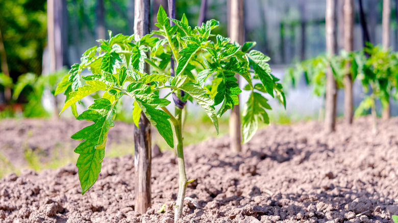 newly transplanted tomato plant