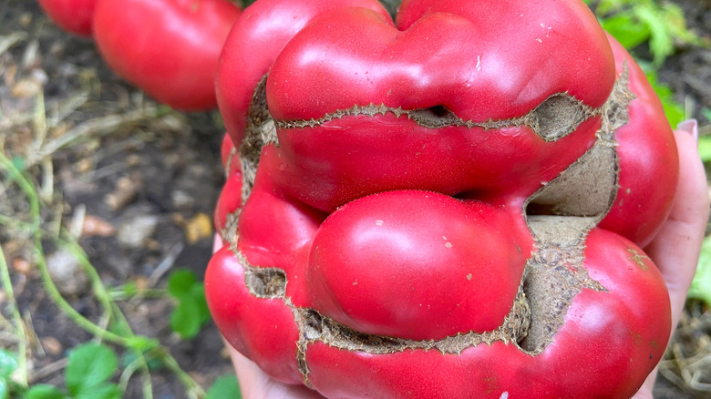 catfacing tomato