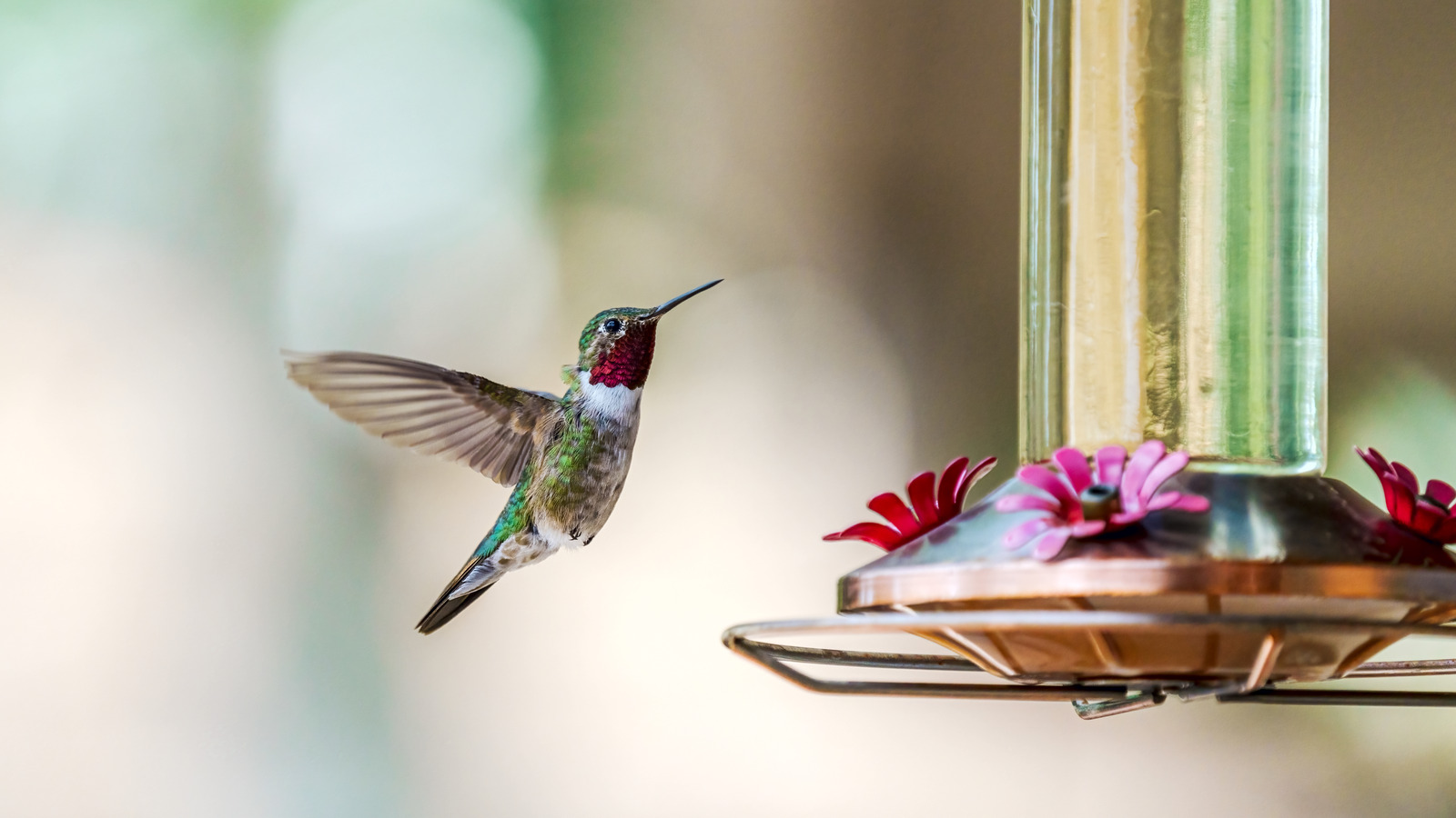 What Really Happens When You Put More Than One Hummingbird Feeder In