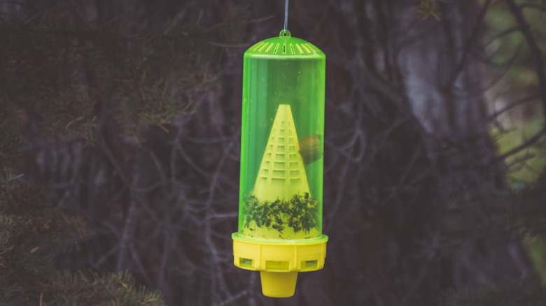 Wasps in wasp catcher
