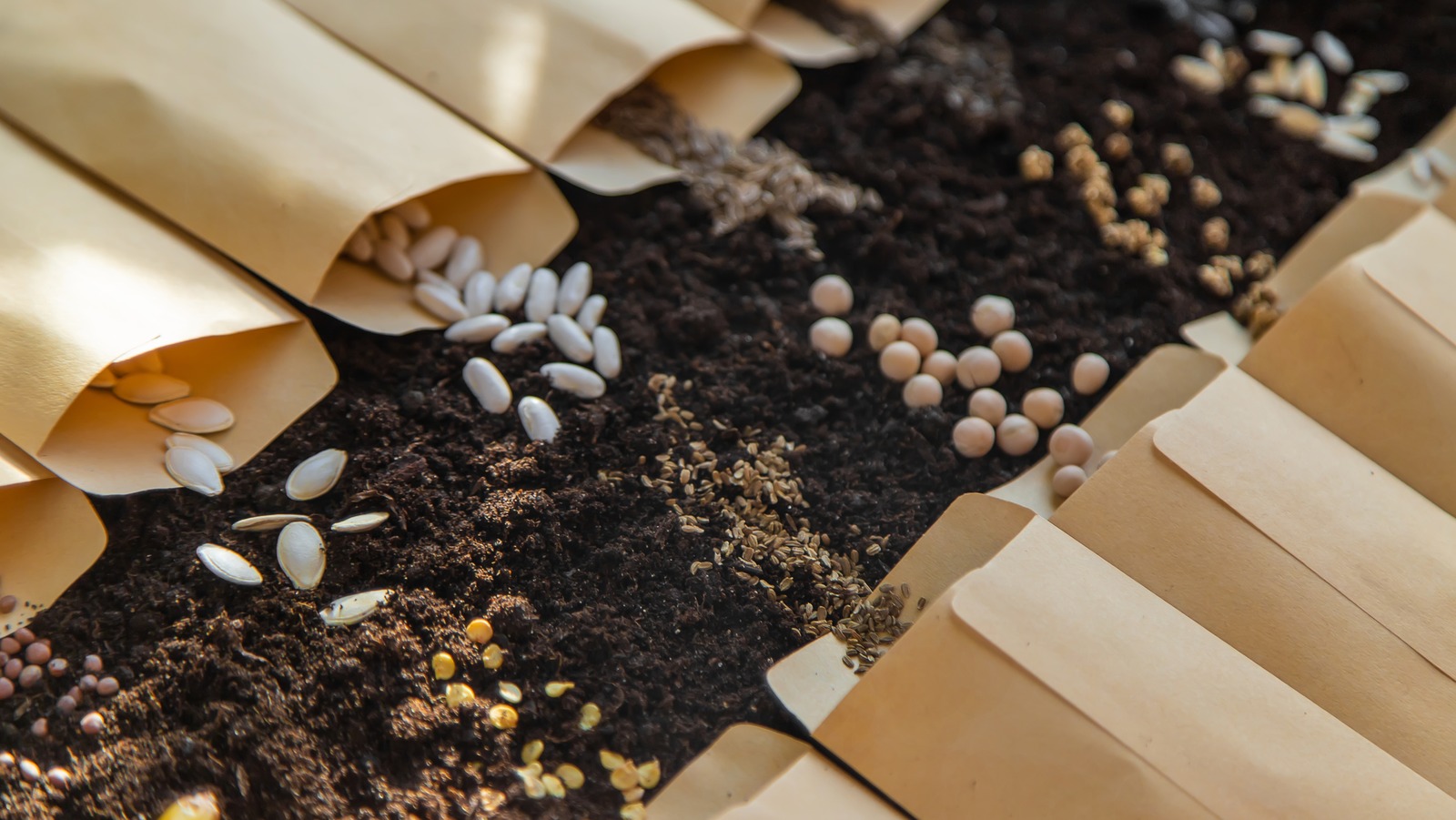 What Seeds Should You Start Indoors And Why It Matters