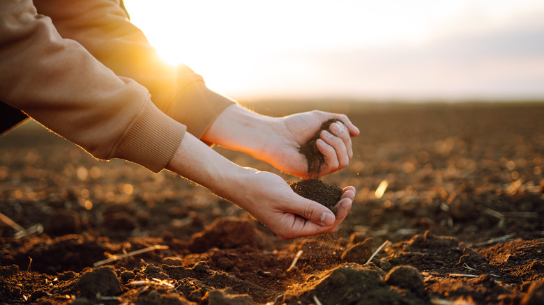 Hands working the soil