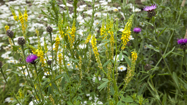 Colorful wildflowers in yard