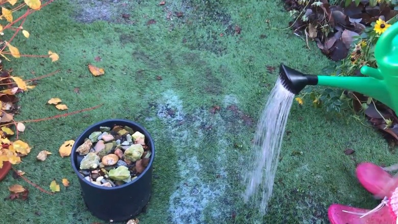 Woman using a watering can to treat algae patches on her lawn with chemicals