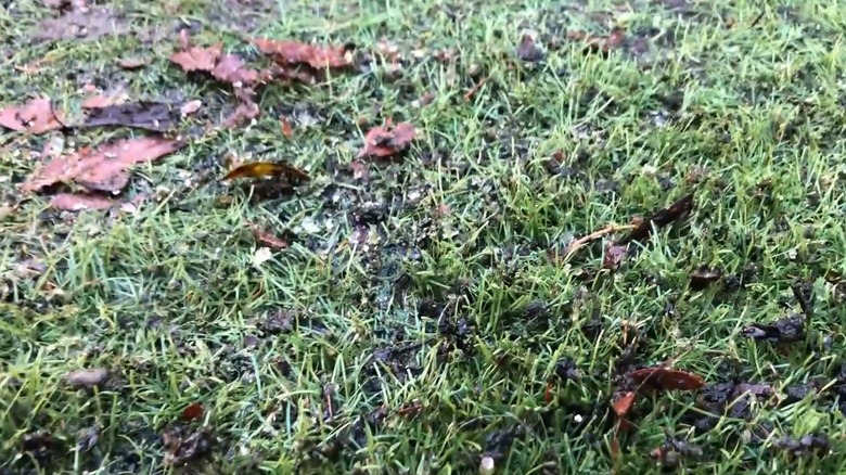 Dry, black patches on an unmaintained lawn