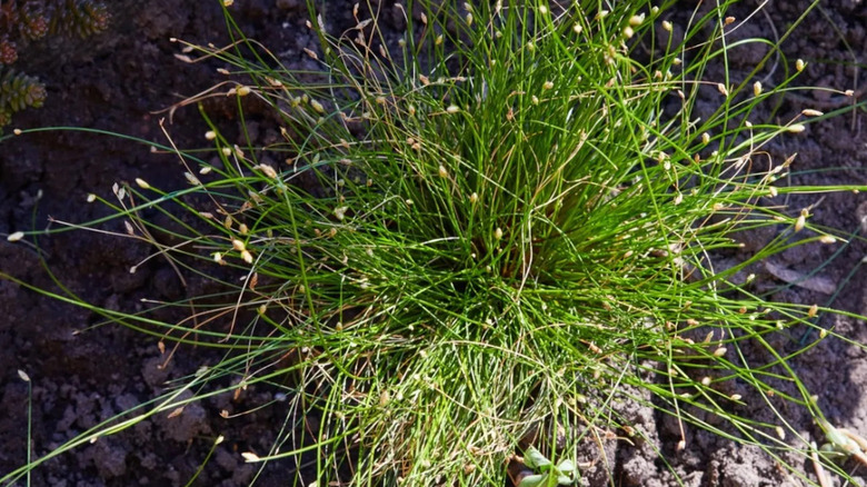 Fiber optic grass starting to fade
