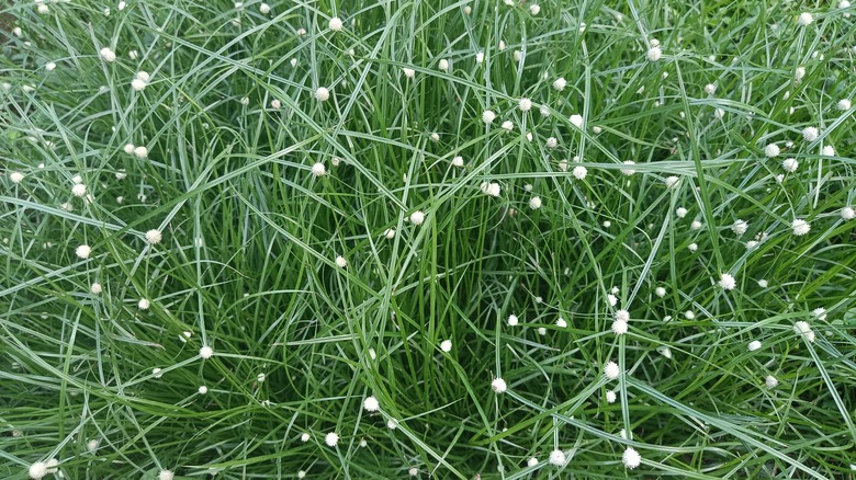 Fiber optic grass in the garden
