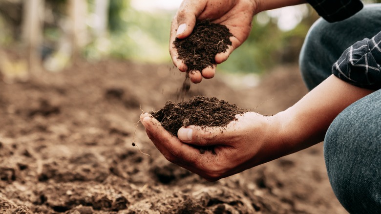 Checking soil health