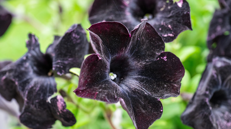 Group of black petunias in front of green stems and leaves.