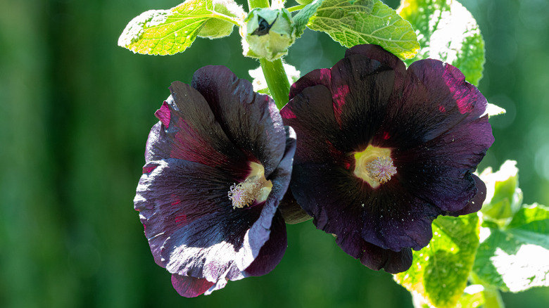 Two black hollyhock flowers (Alcea rosea 'Nigra').