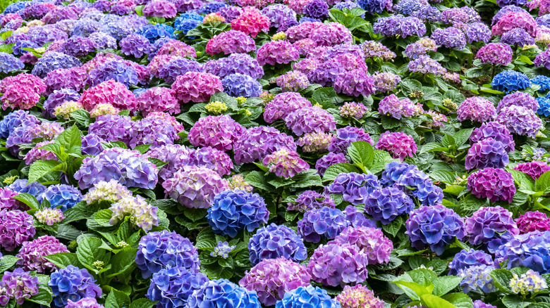 Variety of colored hydrangeas