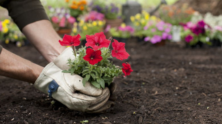 A person planting red petunias in the soil
