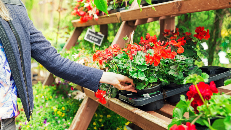 A person buying potted red flowers at a garden store