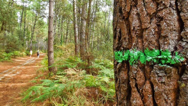 Close-up of a tree with green paint marking and two walkers in the distance
