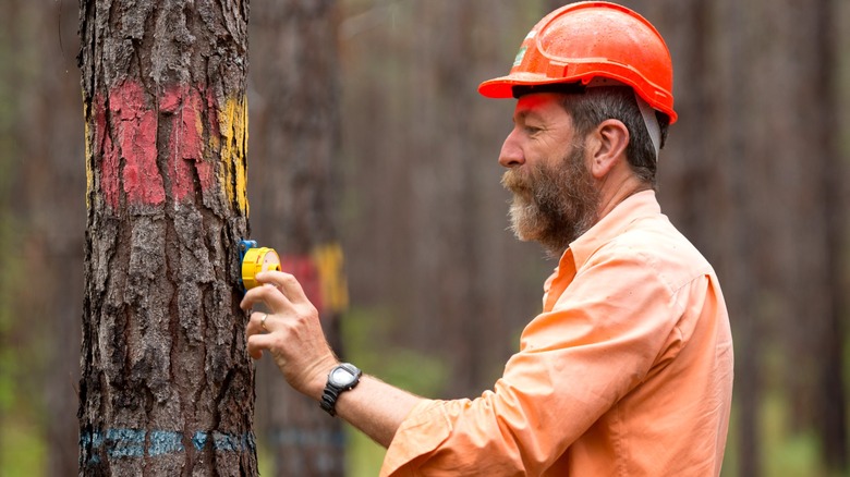 Forester inspecting a tree with a range of different colored markings on it