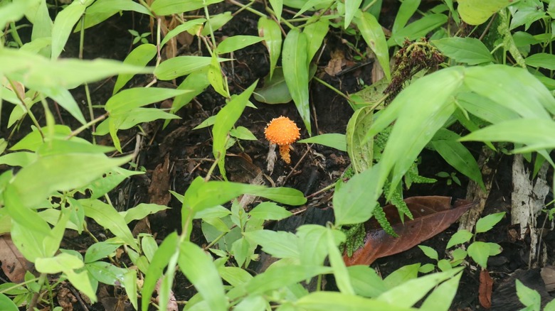 A single orange mushroom sprouting in soil