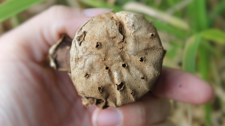 Hand holding an earthstar mushroom