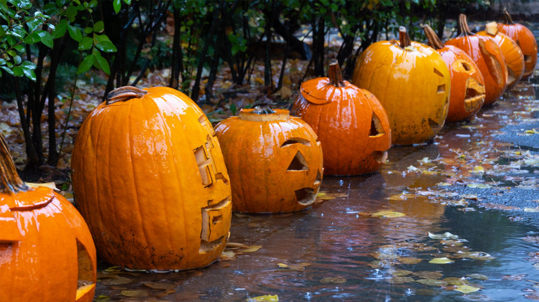 Large orange pumpkins placed on pavement in heavy rain