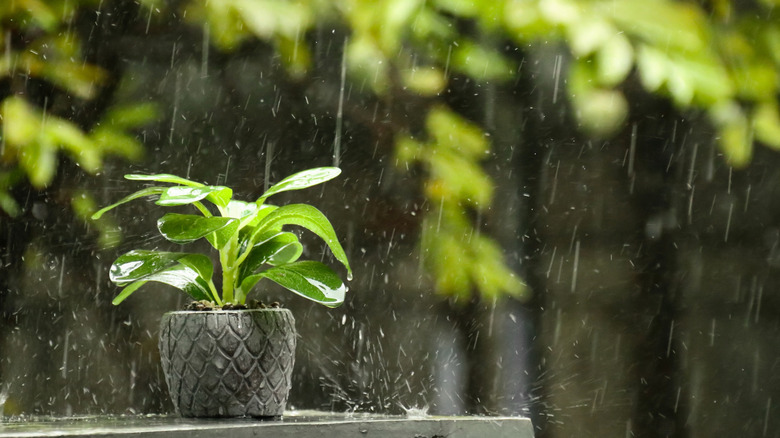 Rain falling in a garden featuring a small plant in a gray pot