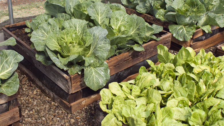 Garden beds with cabbage and lettuce growing