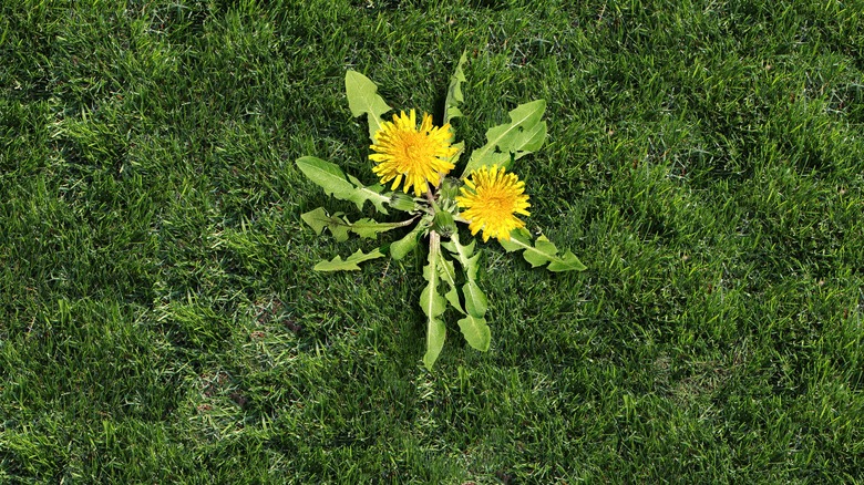 Dandelion on lawn