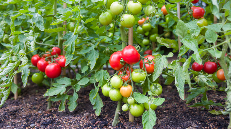 red and green tomatoes in garden