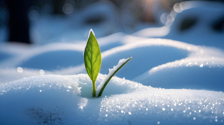 Two leaves of a young plant sticking out of sparkling white snow.