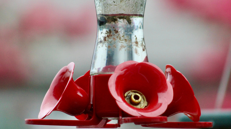 Dirty hummingbird feeder