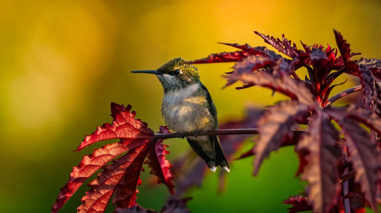 Hummingbird perched on a red leaf