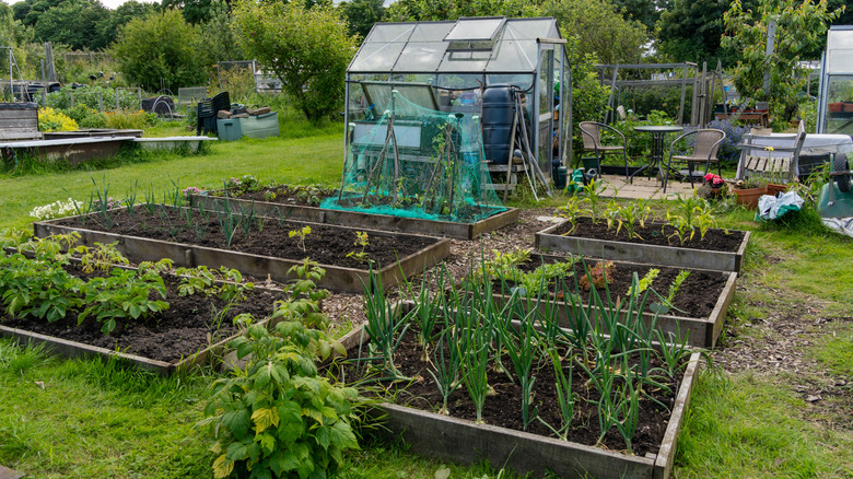 Raised beds at the allotment in the month of July.