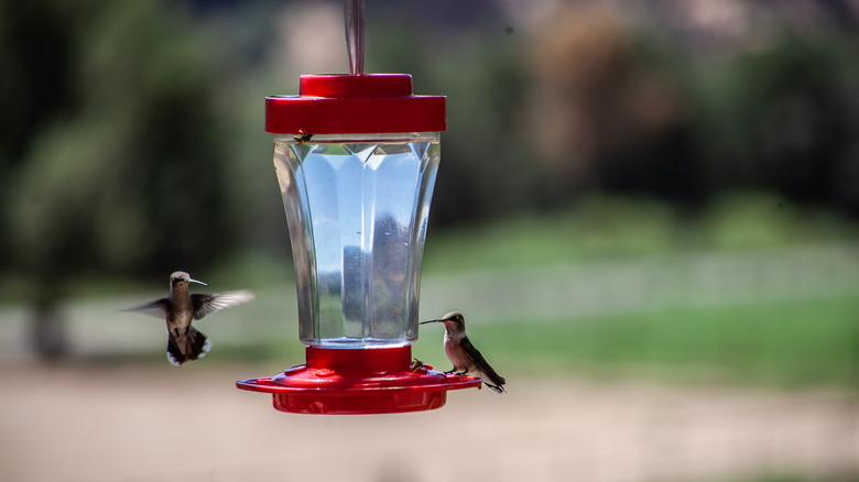 hummingbirds by feeder