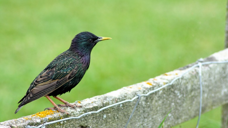 european starling