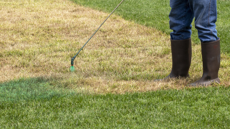 person painting grass