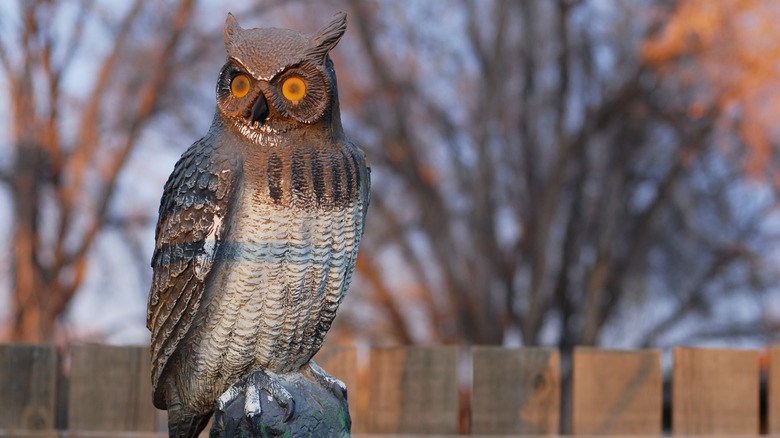 decoy owl on a fence