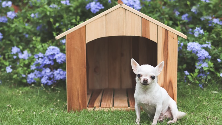 dog outside of dog house 