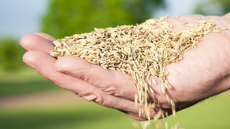 person holding grass seeds