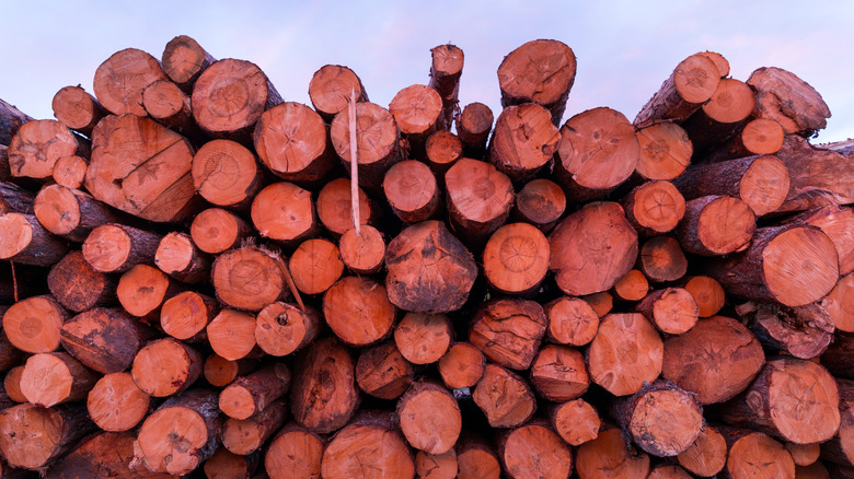 A large stack of freshly-cut lumber