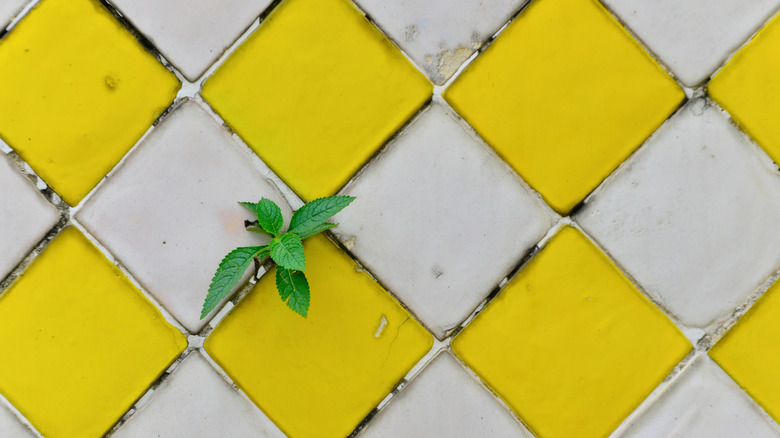 plant sprouting through white and yellow tile wall