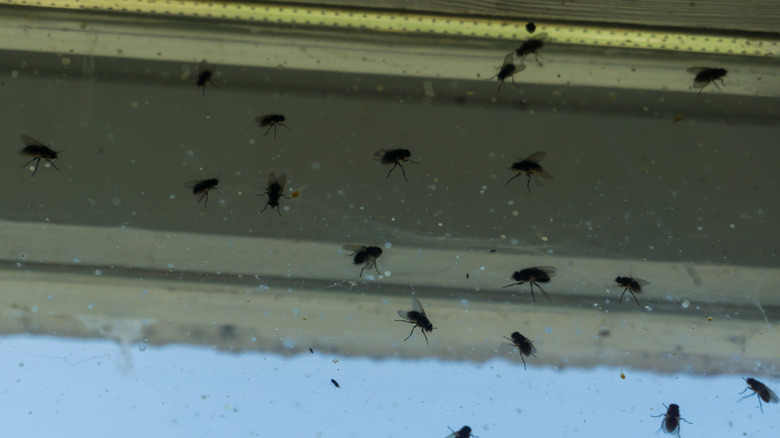 Numerous flies on a window