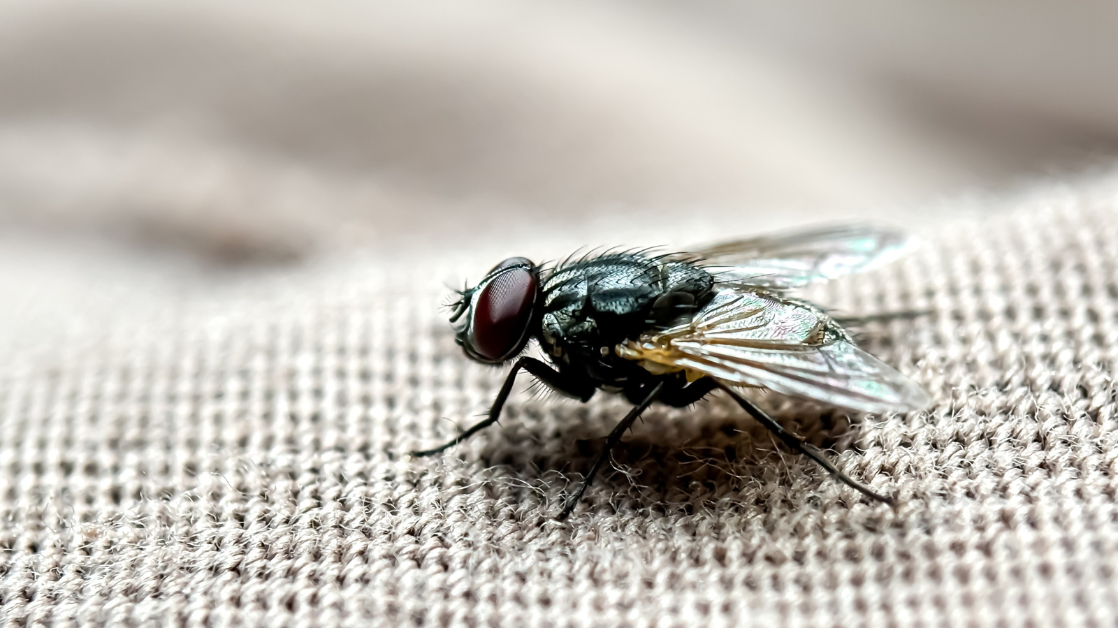 What To Do About A Sudden Fly Infestation In Your Home