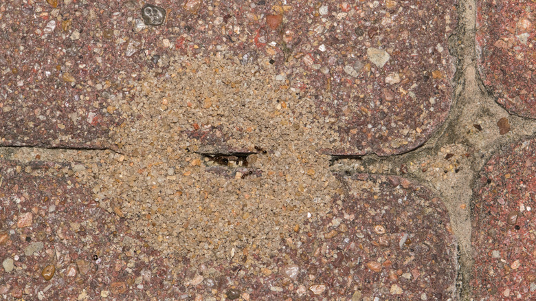 pavement ant nest mound on a concrete surface