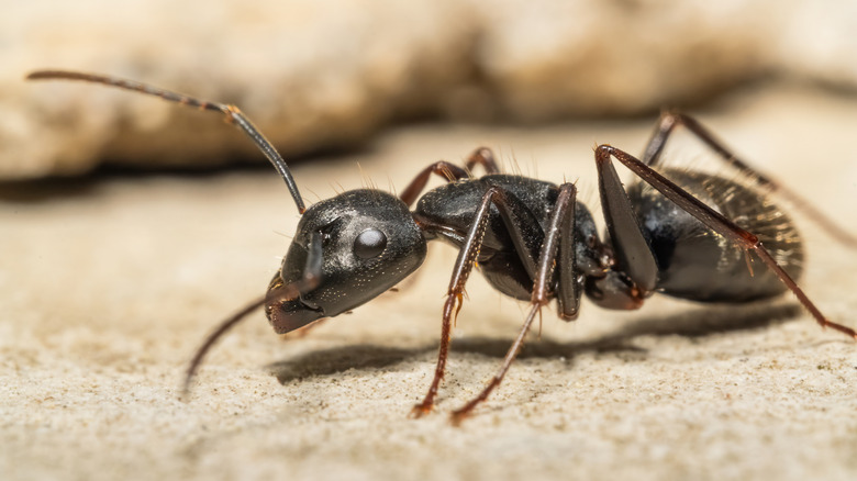close up of black ant crawling on pavement