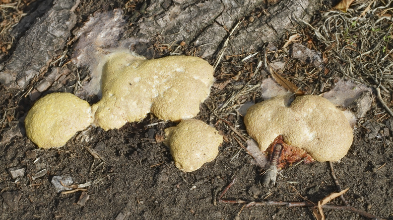 pale yellow slime mold