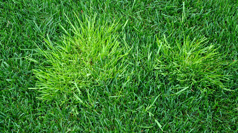 Annual bluegrass weeds in lawn