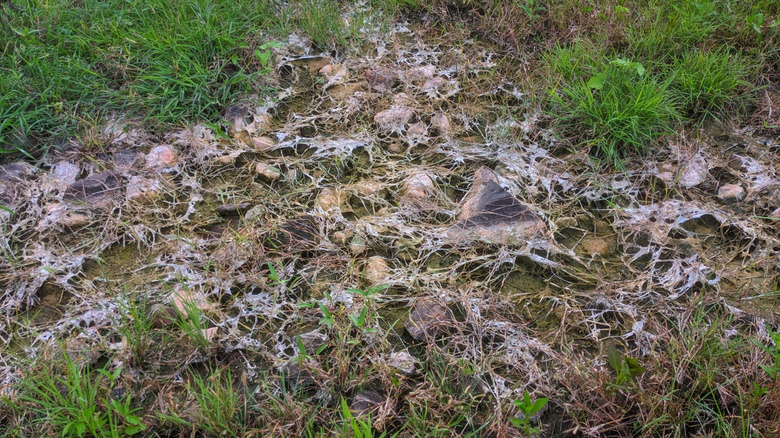 Patch of grass with snow mold