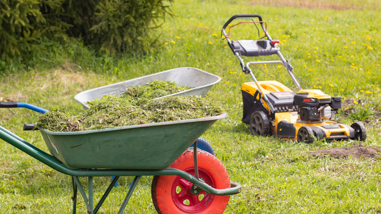 Collecting the clippings from mowing the lawn
