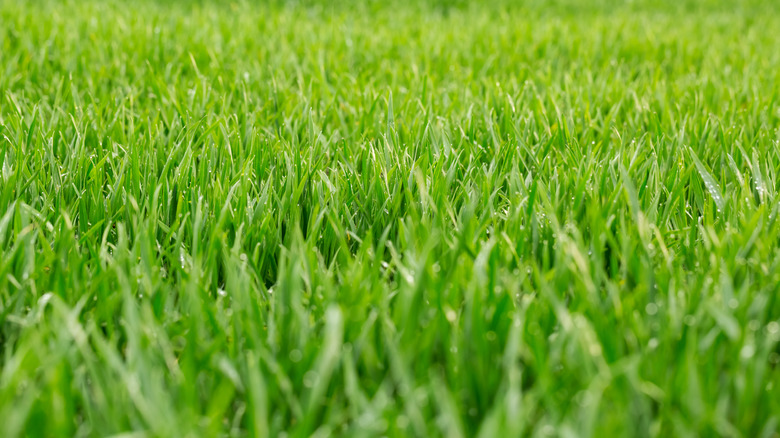 Close up of wet grass