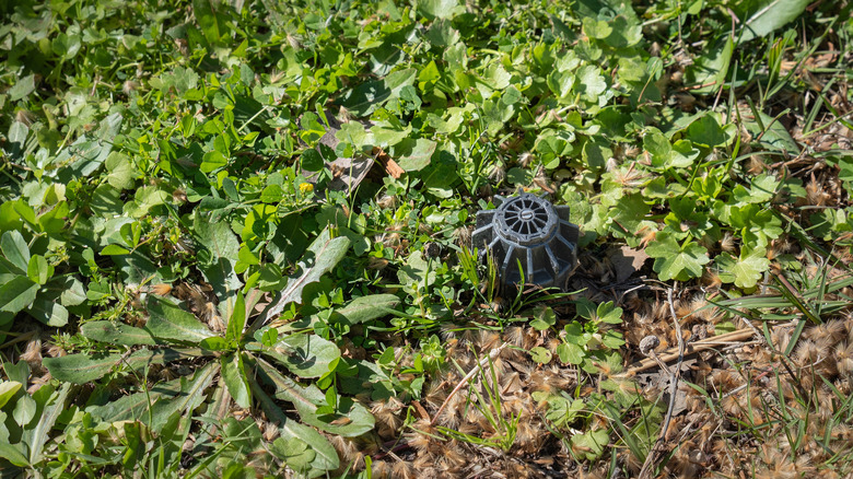 Sprinkler head on the grass
