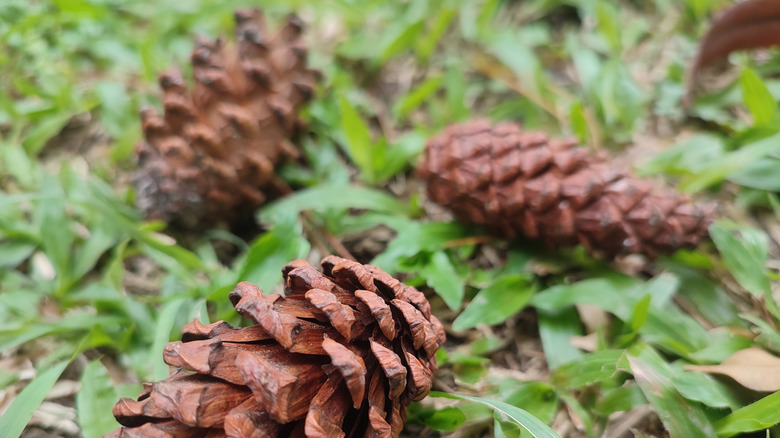 Pine cones lying on the grass
