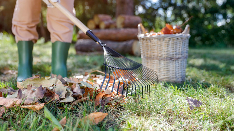 Gardener raking leaves off the grass before he mows
